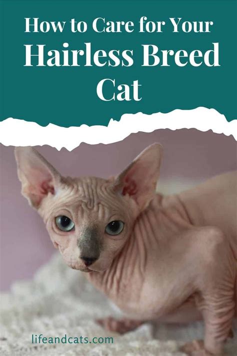 How To Care For Hairless Cats Life And Cats Hairless Cat Cute Cat