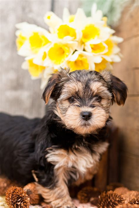 Incredible Morkies – Kellys Kennels