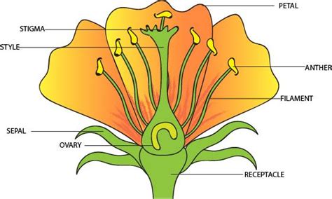 Draw The Diagram Of A Flower To Show It Male And Female Reproductive Parts Label The Following