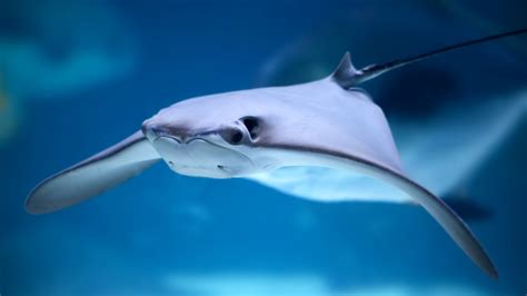The Prehistoric Super Fish Amazing Facts About Stingrays