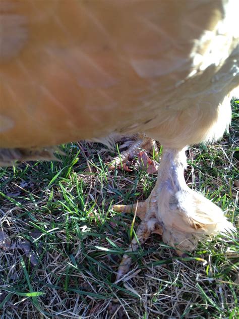 How To Control Scaly Leg Mite In Coop Backyard Chickens