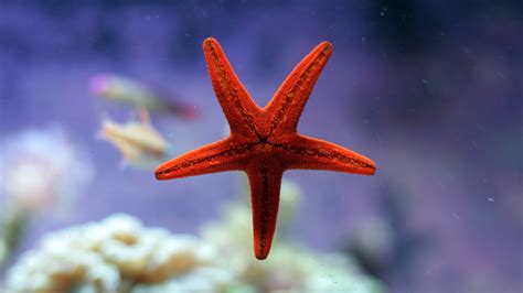 Nature Water Underwater Starfish Coral Depth Of Field Fish