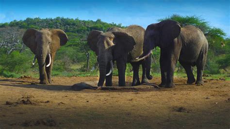 100000 Elephants Killed Across Africa In Two Years Study Finds Cbs News