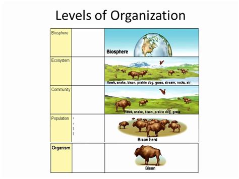 50 levels of organization worksheet
