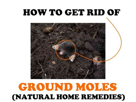 How To Get Rid Of Moles In Your Yard Natural Home Remedies Bugwiz