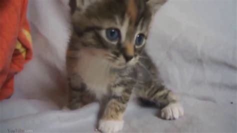 Video kostenlos youtube lustige tiervideos lustige bilder von tieren bilder tiere lustig lustige katzen zum totlachen lustige videos. Lustige Katzen Videos zum totlachen (versuche nicht zu ...