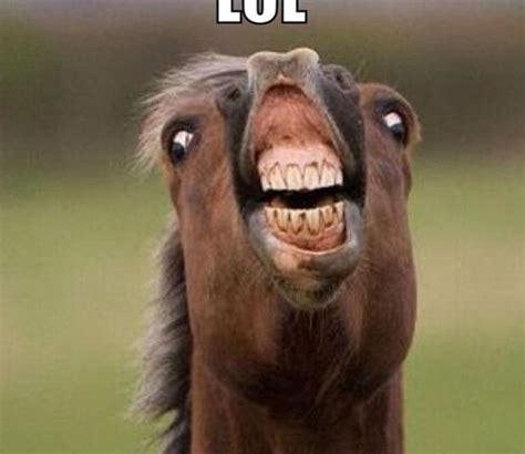 Funny Horse Laughing Photo Funny Horse Memes Funny Horse Funny Horses