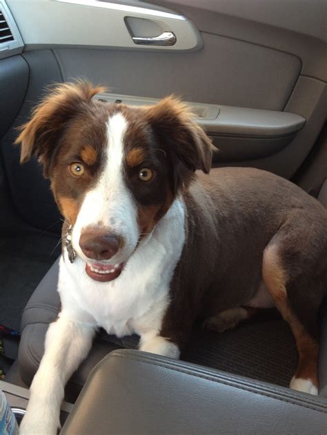 Before And After Australian Shepherd Haircut Styles