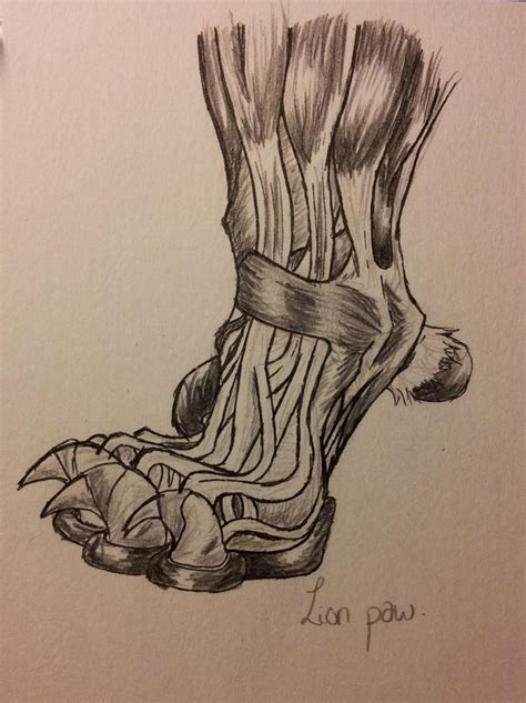 By arkyivolg, posted 6 years ago traditional artist. Lion Anatomy - Paw Muscle/Tendons by ~DigitalWolfCreations ...