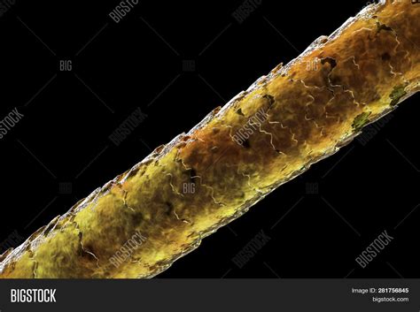 Human Hair Under Microscope 3d Illustration Showing Close Up Structure