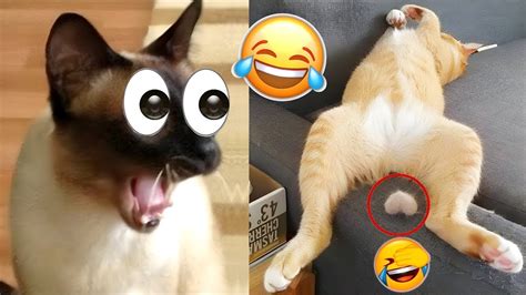 best funniest cats 😹 don t try to hold back laughter 😂 funny cats 2023 15 youtube