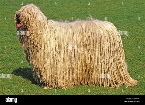Hungarian Shepherds Dogs Hi Res Stock Photography And Images Alamy