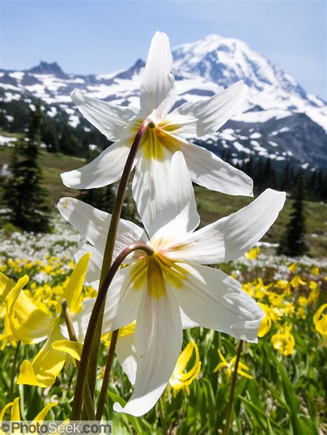 White Avalanche Lily Flowers Bloom Spray Park Mount Rainier National