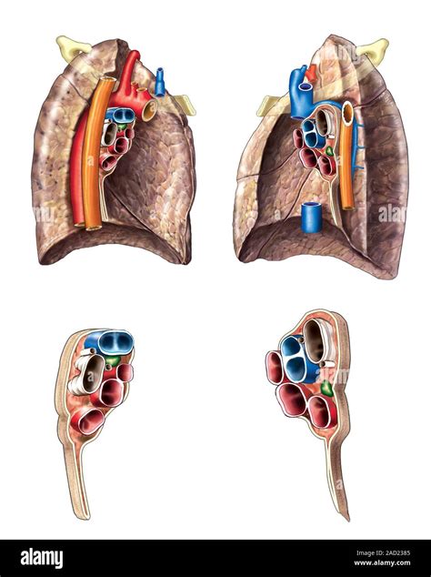 Illustration Of The Mediastinal Surfaces And Hila This Illustration Is