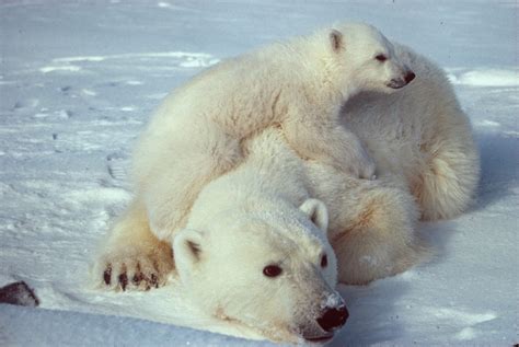 Imagenes De Osos Polares Foto De Osa Polar Con Cria