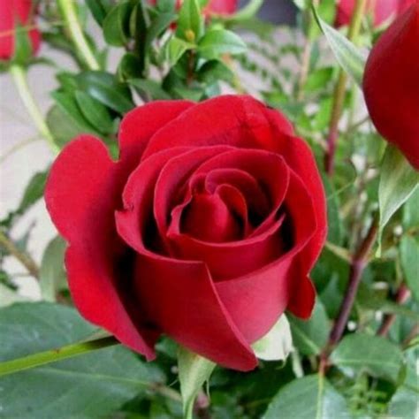 Gambar Bunga Mawar Merah Pickini