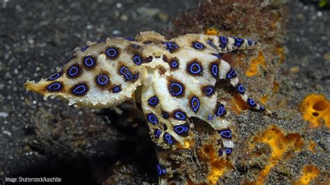 Bright Blue Blue Ringed Octopus Warns Predators With Dazzling Display