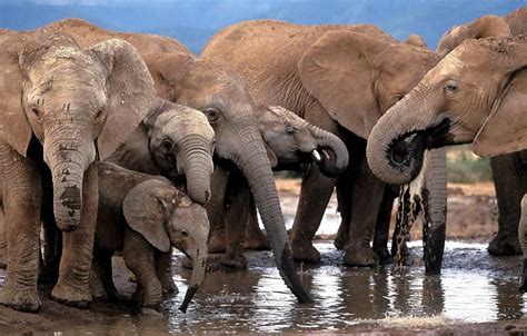 Porta Trecos Elefantes Se Ajudam