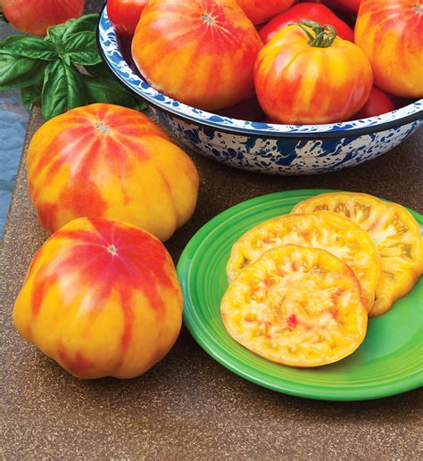 Mr Stripey Heirloom Tomato Produces Beefsteak Type Red And Yellow