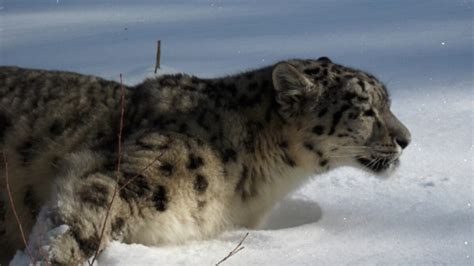 Snow Leopards Found In Afghanistan