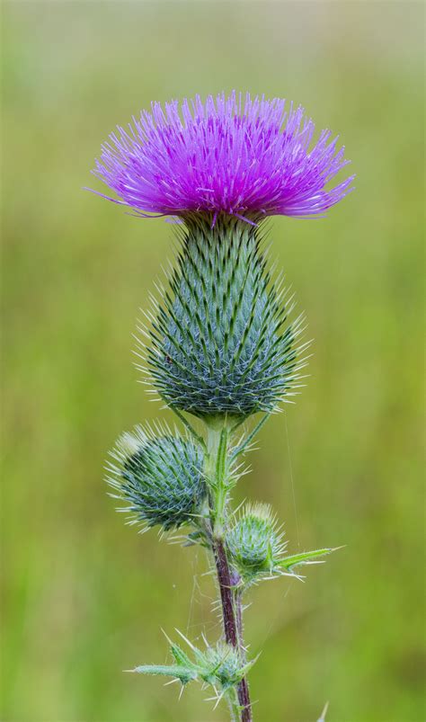 Pin By Elena Coca Ion On Ciulini Thistle Plant Types Of Thistle Plants