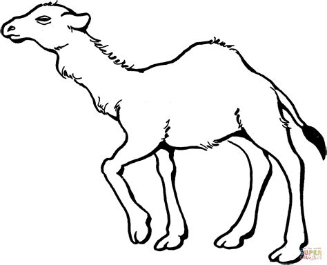 Young Dromedary Camel Coloring Page Free Printable Coloring Pages