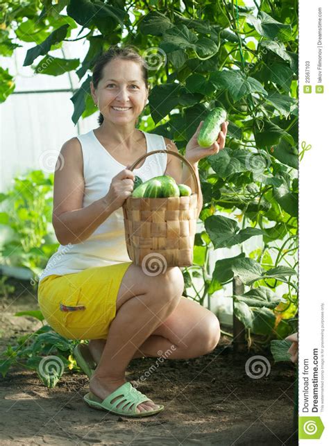 Mature Woman Harvesting Cucumbers Stock Image Image Of Agriculture