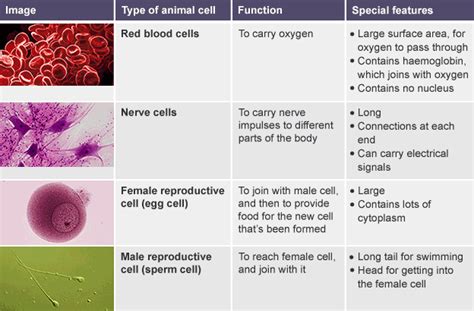 The ovary goes through a wide array of structural and functional modifications cellular stages and signaling in female germ cell development. Table comparing function and features of red blood cells ...