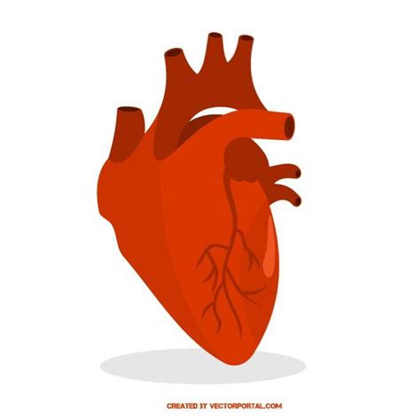Human Heart Vector Art