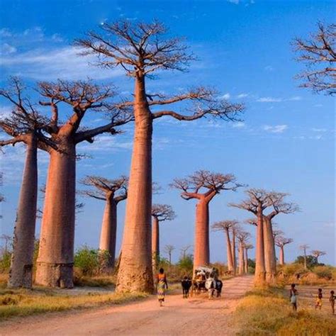 100-Pcs-High-quality-Baobab-Bonsai-Tree-Rare-Tropi - Best Seeds Online ...