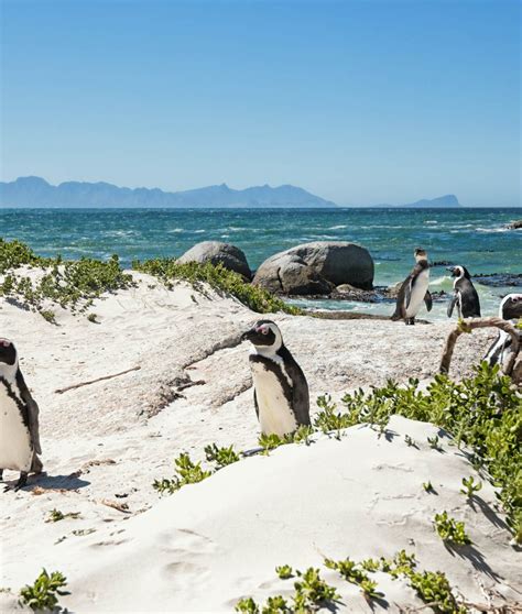 South Africa Travel Destinations Lonely Planet