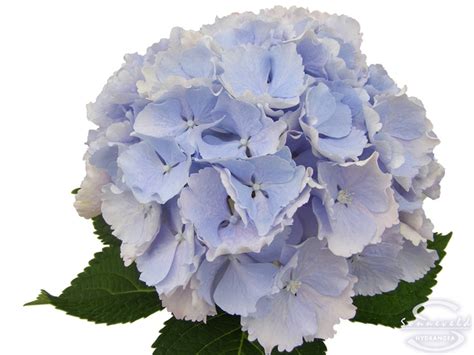 Top three reasons to grow 'limelight' hydrangea: 35 best Cut hydrangea classic images on Pinterest ...