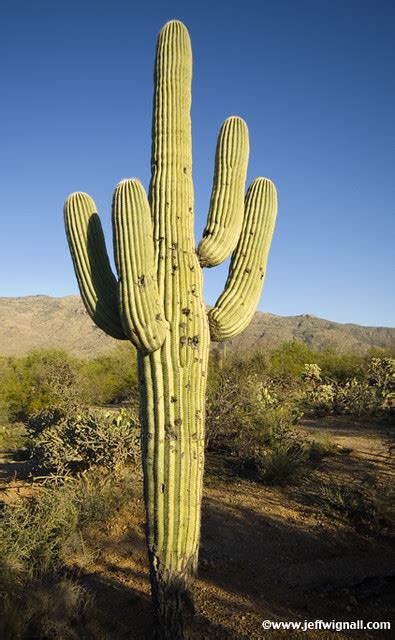 Saguaro Cactus Tucson Arizona A Photo On Flickriver