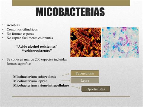 Microbioligia Micobacterias