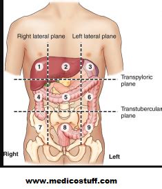 The commonly abdominopelvic region is divided into four quadrants and nine regions. Abdominal Quadrants and its contents, Abdominal organs by ...
