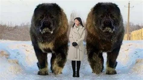 Top 10 Largest Dog Breeds In The World Youtube