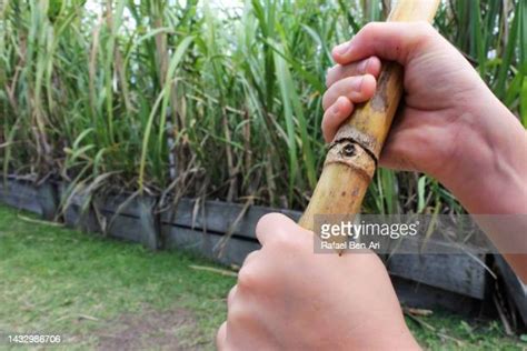 Sugar Cane Farmer Australia Photos And Premium High Res Pictures Getty Images