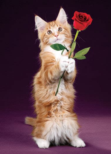 Funny Valentines Day Ecard Rose Cat From