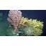 DEEP SEARCH Sea Exploration To Advance Research On Coral/Canyon 