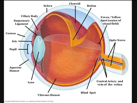 The Physiology Of The Eye Human Eye Ball Anatomy Physiology Diagram