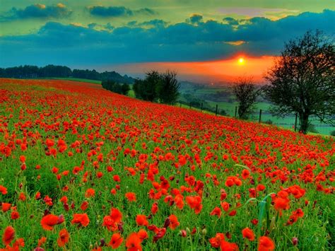 Field Poppies Bing Wallpaper Download
