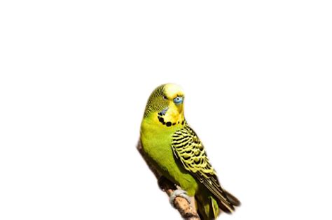 Budgerigar Parrot Png Free Download Png All
