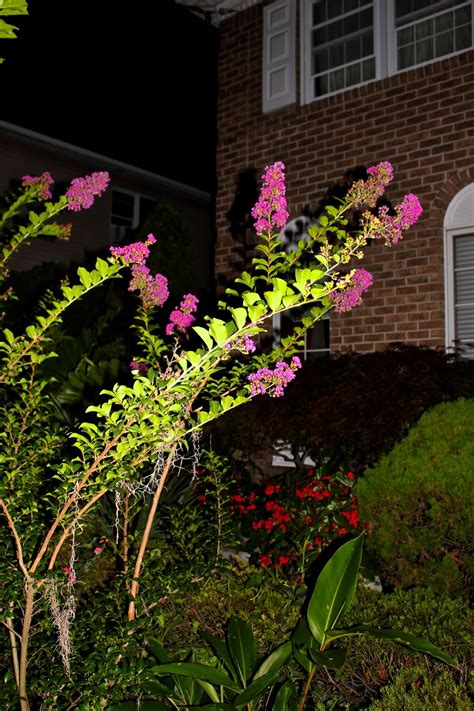 This link is to an external site that may or may. Tropical Gardening in New York City!: Crape Myrtle Zuni Blooms