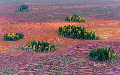 Autumn In The East Siberian Taiga By Serguei Fomine Image Of The Day