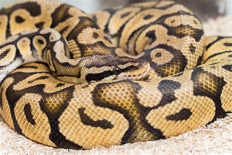 Firefly Ball Python Morph Facts Pictures Appearance And Care Guide