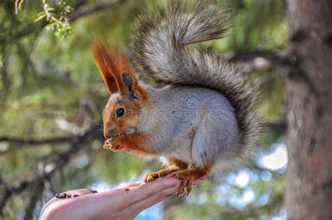 Whether you should worry about phytic acid depends on how much you intake. Squirrel eating nuts hand stock photo. Image of fauna ...