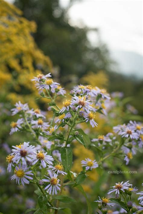 Asters Blooming At Mount Pisgah On The Blue Ridge Parkway Near