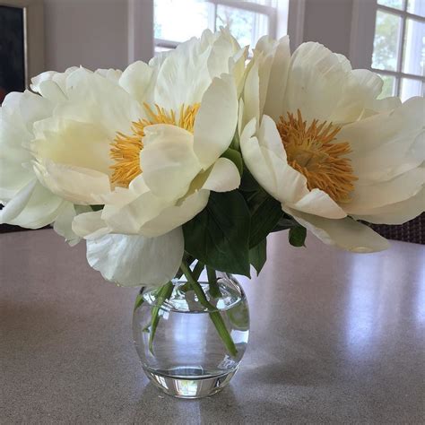 Knock's online reviews skew positive compared to most ibuyer companies. Doesn't nature just knock you out? #peonies #sundaymorning ...