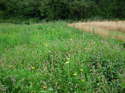 Check spelling or type a new query. Weed Control - Nettle, Dock, Dandelion, Bindweed, Couch etc