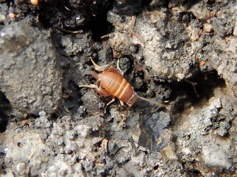 Taxonomy Myrmecophilidae Ant Loving Crickets
